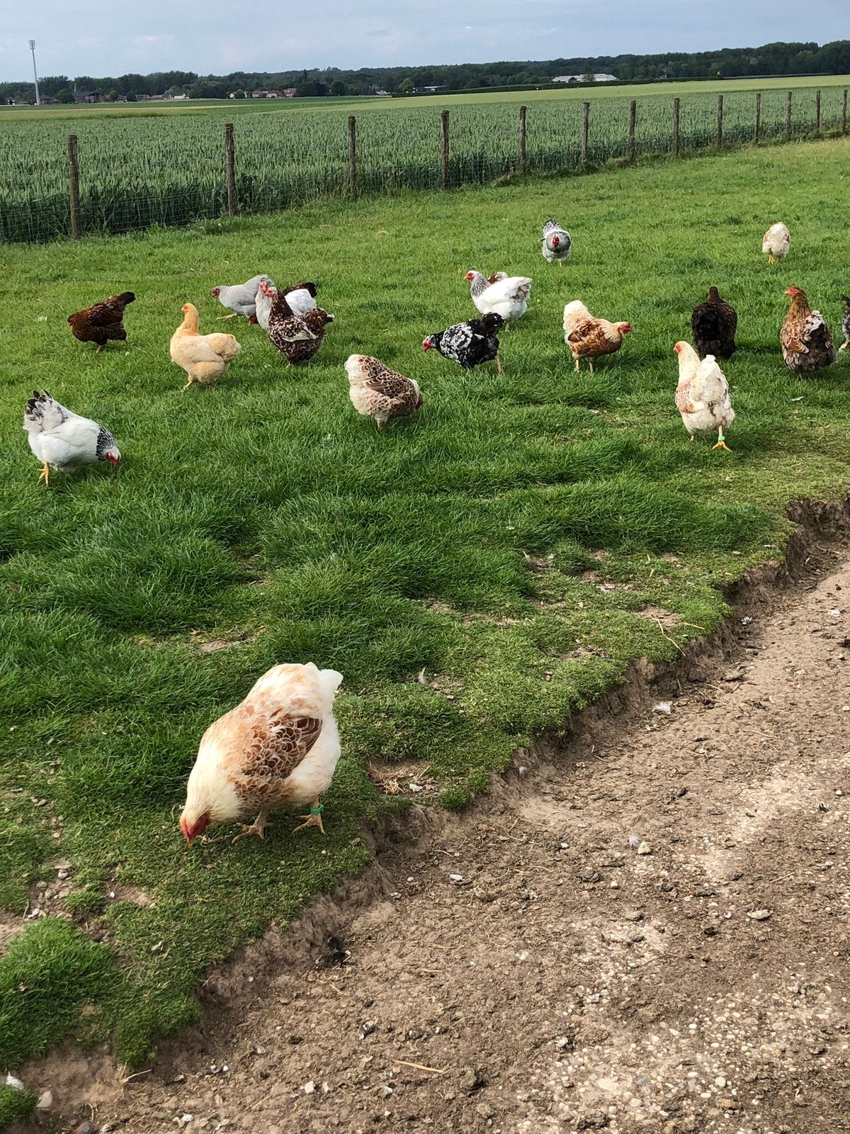 Wyandotte kriel hennen, Dieren en Toebehoren, Pluimvee, Vrouwelijk, Kip