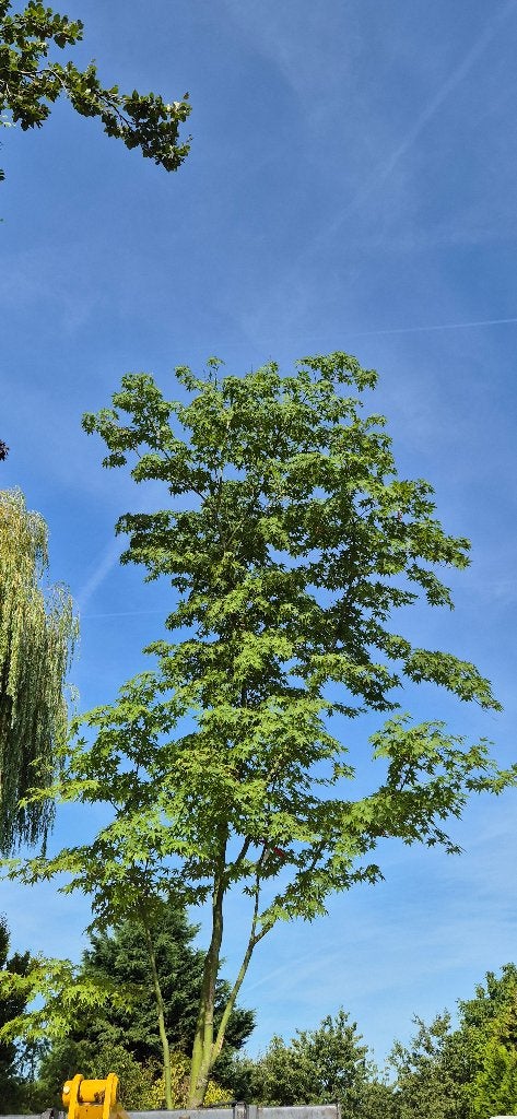 Acer palmatum, Bloeit niet, Halfschaduw, 250 tot 400 cm, Overige soorten