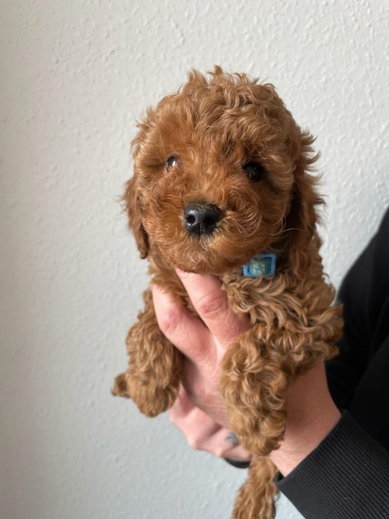 Toypoedel pups nig 1 reutje en 1 teefje beschikbaar, Dieren en Toebehoren, Poedel, Meerdere, Meerdere dieren, Nederland