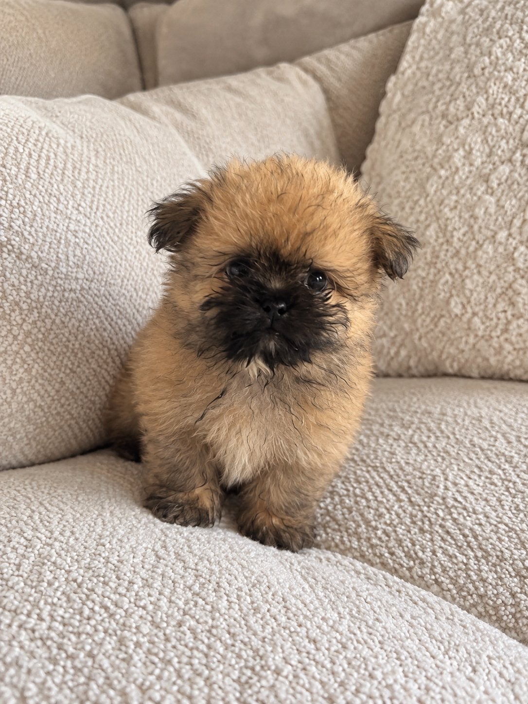Pommeriaan benz, Keeshond, Reu, Eén hond, Nederland