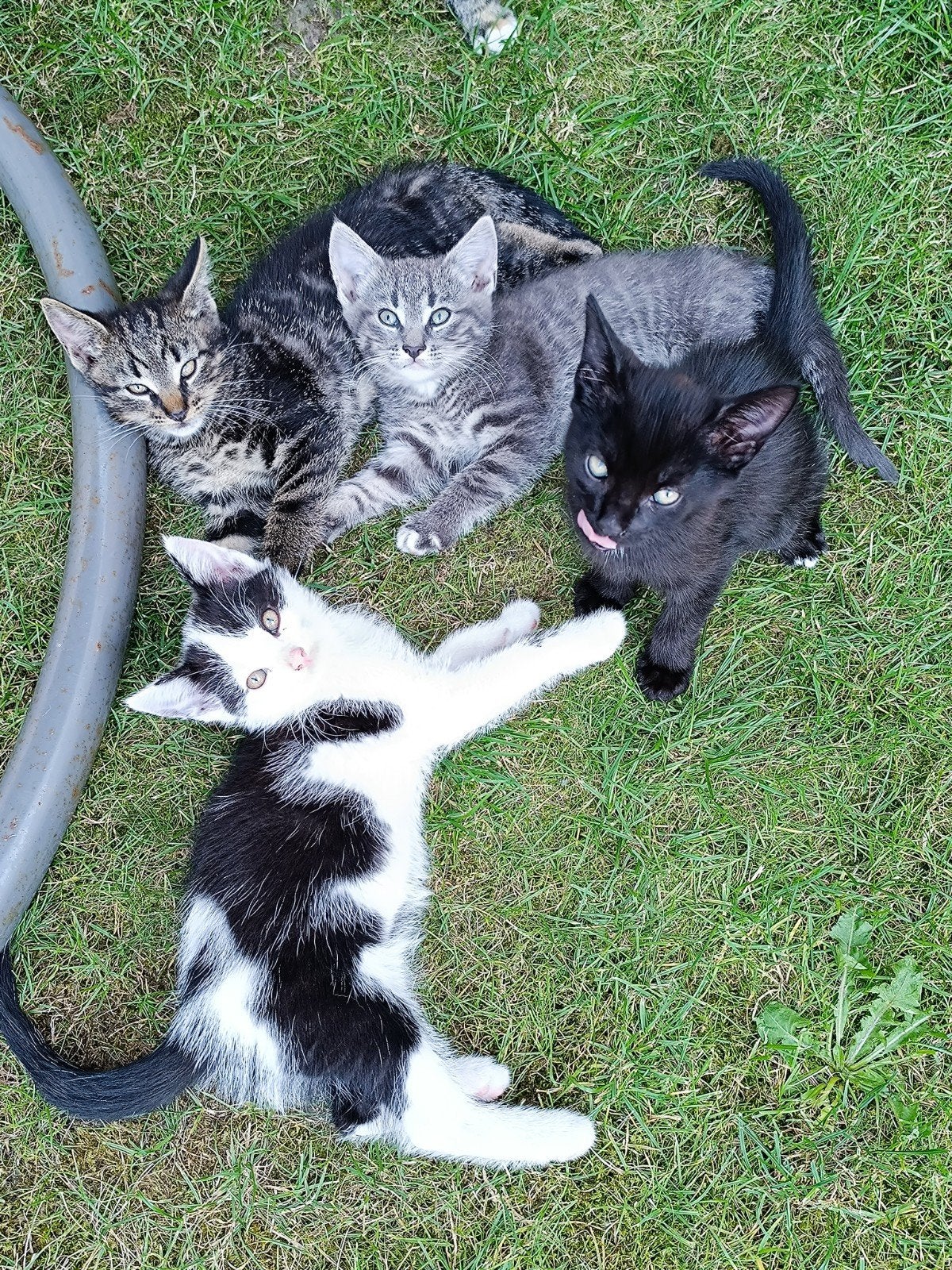 8 weeken oud schattige kittens te koop, Dieren en Toebehoren, Katten en Kittens | Overige Katten, Meerdere dieren, Kortharig, 0 tot 2 jaar