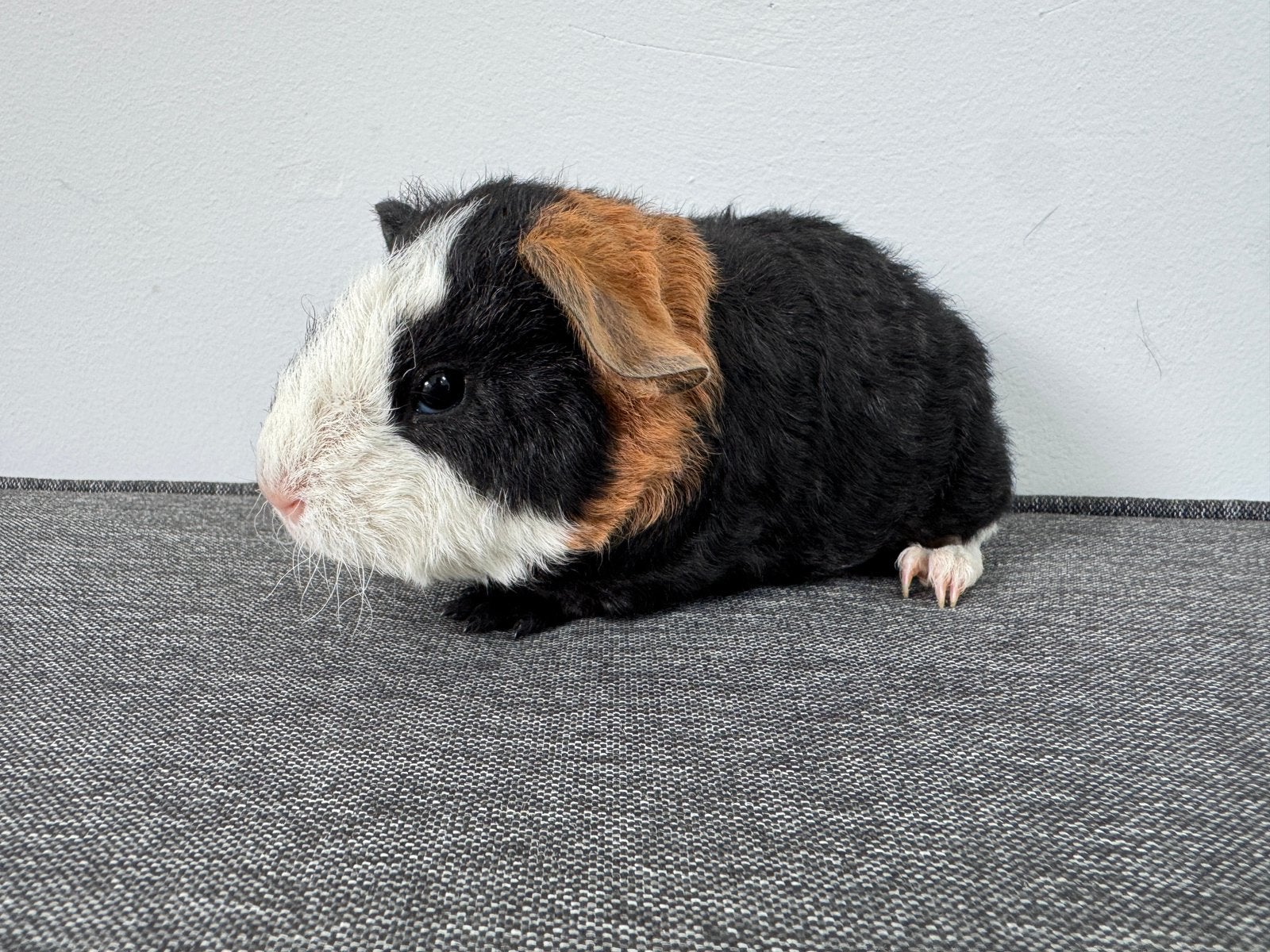 Lief zeugje Silke, Dieren en Toebehoren, September, Vrouwelijk, Cavia