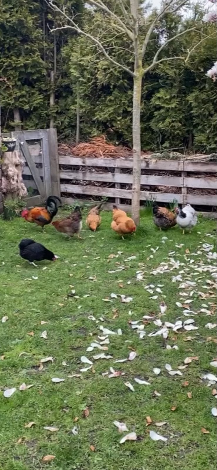 Koppel kippen met haan te koop, Dieren en Toebehoren