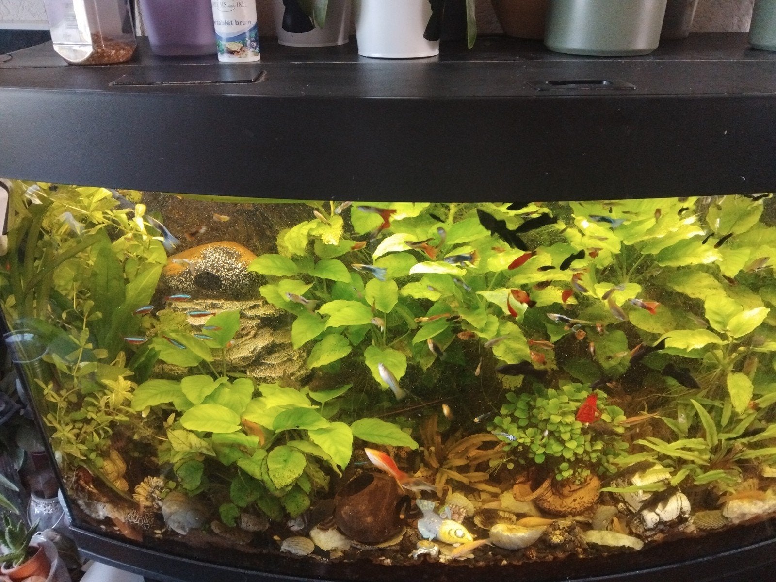 Wie heeft er gratis platy, s over voor mijn aquarium gratis, Ophalen of Verzenden