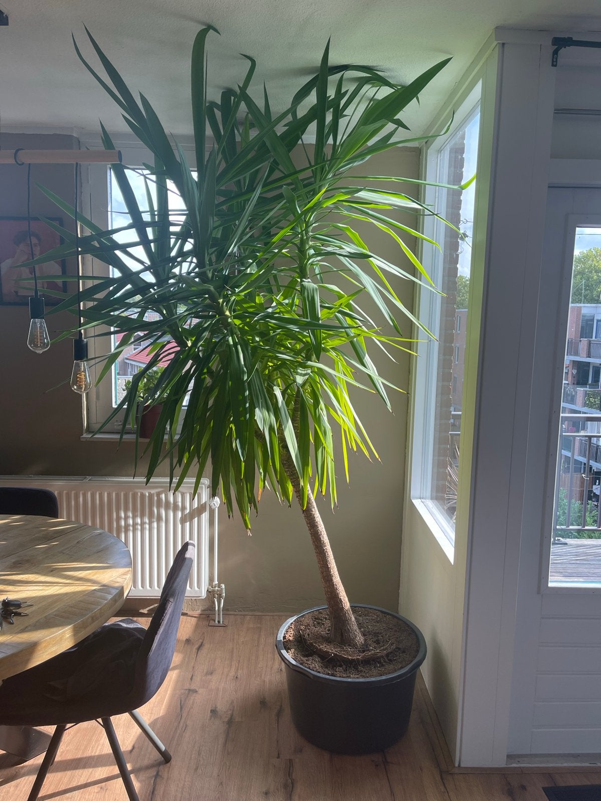 Grote palmboom, Ophalen, 200 cm of meer, Palm, In pot