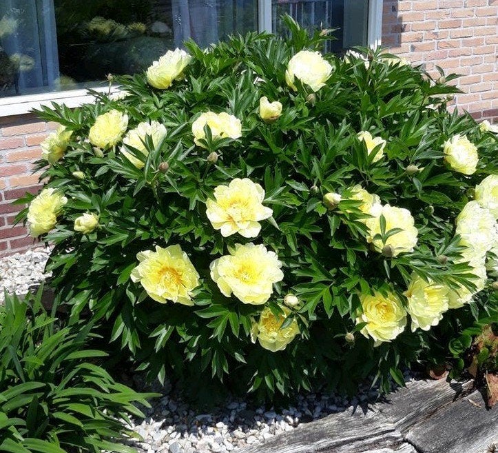 Pioen yellow Dream, Tuin en Terras, Planten | Tuinplanten, Ophalen of Verzenden, Overige soorten, Volle zon