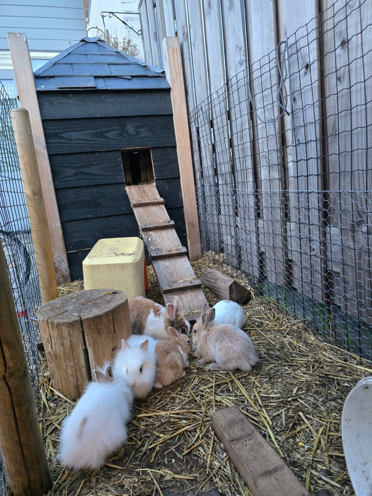 Jonge konijntjes, Dieren en Toebehoren, Konijnen, Meerdere dieren, Middelgroot, 0 tot 2 jaar