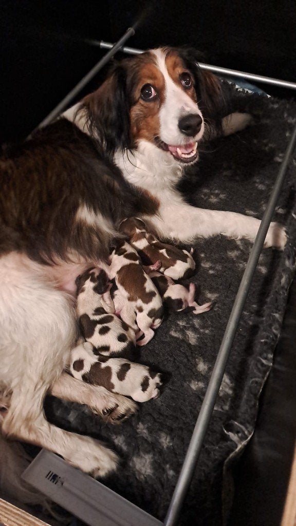 Kooiker Pups met Stamboom, Dieren en Toebehoren, Honden | Retrievers, Spaniëls en Waterhonden, Overige rassen, CDV (hondenziekte)