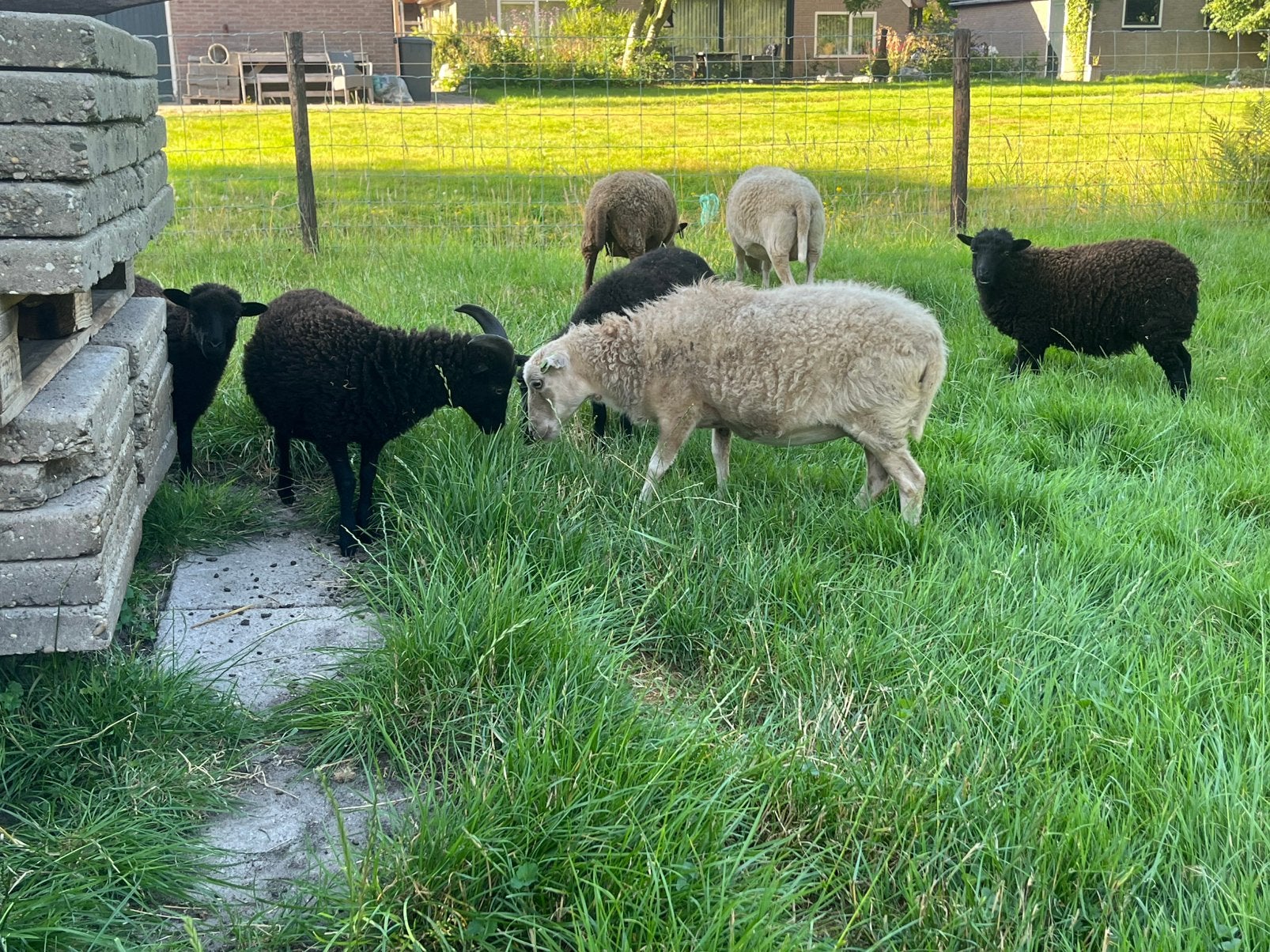 Ouessant schapen, Dieren en Toebehoren, Vrouwelijk, Schaap
