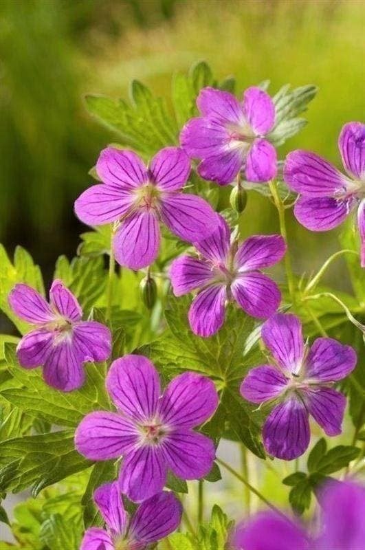 vijverplanten , zuurstofplanten, bloeiende planten, Vaste plant, Ophalen of Verzenden, Halfschaduw, Zomer