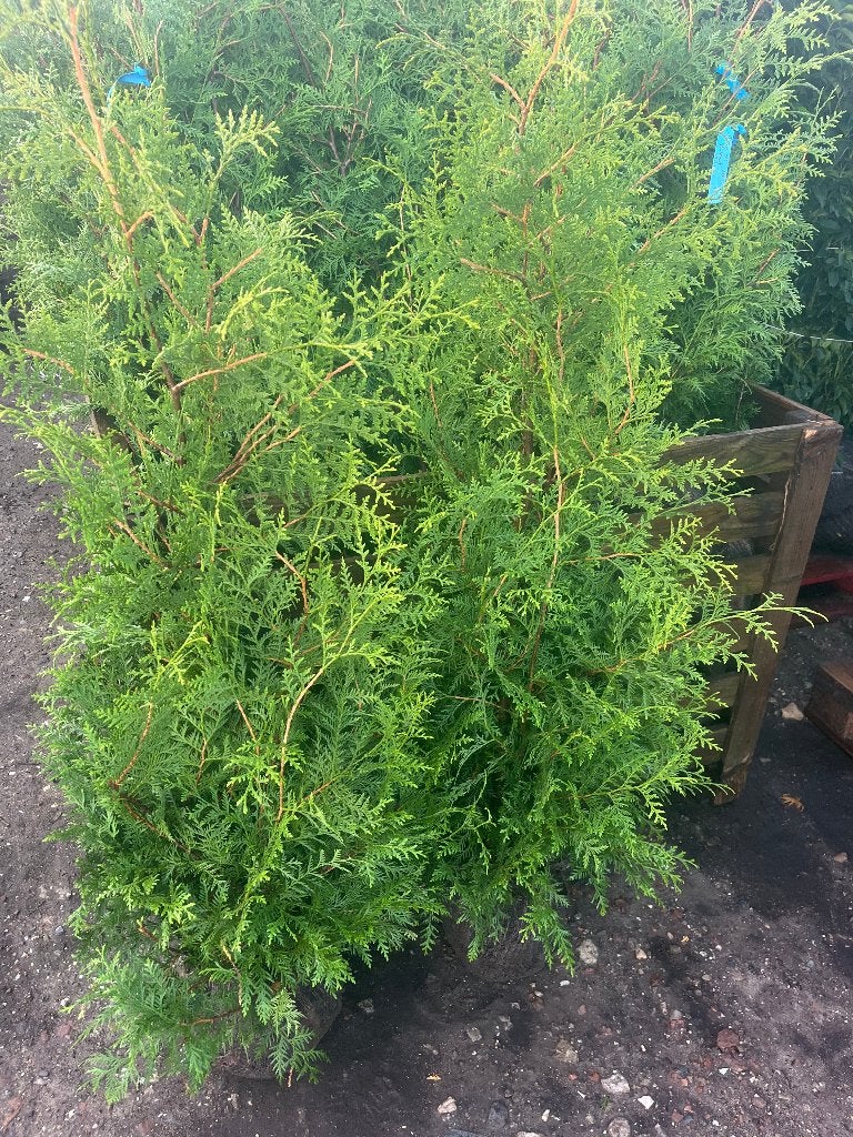 Haag Conifeer, Thuja 'Brabant' NU GOED TE PLANTEN!!!, Ophalen of Verzenden, Conifeer, Haag, 100 tot 250 cm