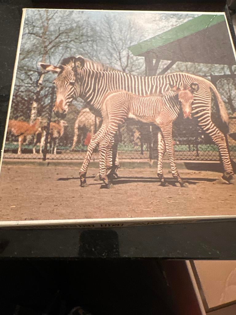 Foto van zebra met jong, 1960 tot 1980, Foto, Ophalen of Verzenden, Zo goed als nieuw