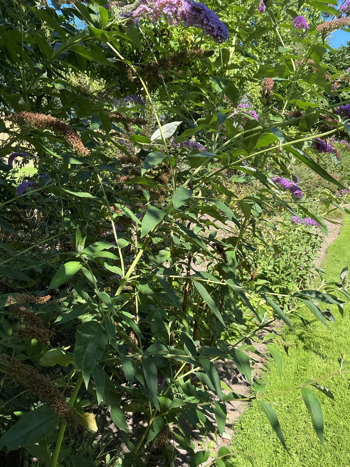 Vlinderstruiken, Ophalen, Vlinderstruik, Struik, 100 tot 250 cm