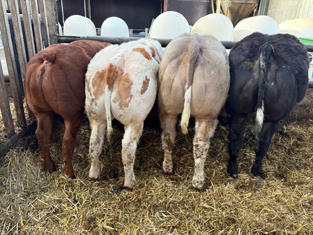 4 luxe dikbil pinken te koop, Dieren en Toebehoren, Runderen, Vrouwelijk