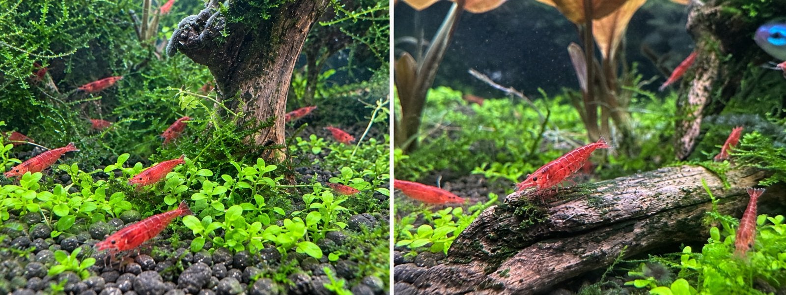 Red Cherry garnalen – Neocaridina – Medium Grade, Kreeft, Krab of Garnaal