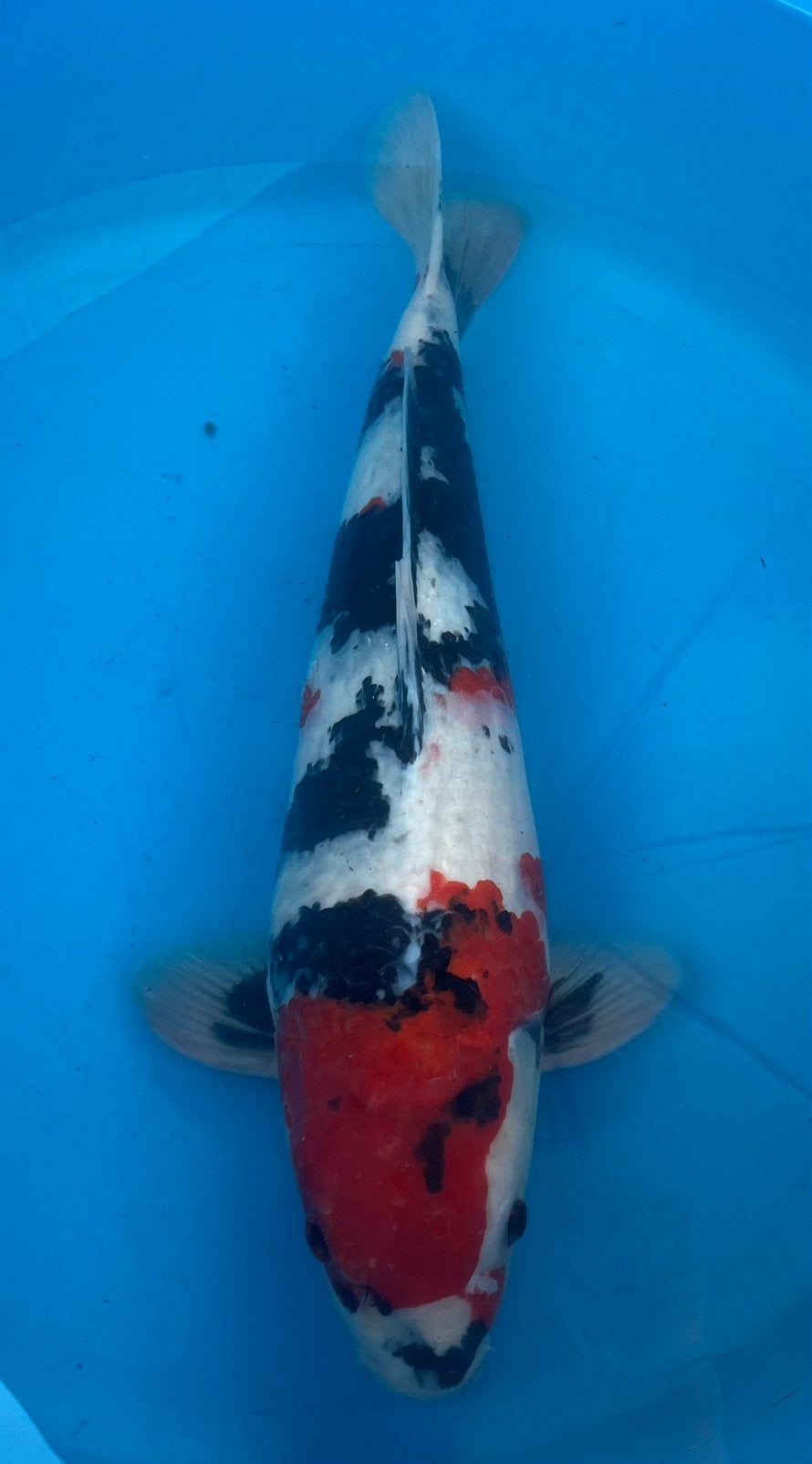 Mooie showa van kweker Isa, Karper of Koi