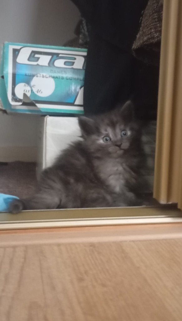 Kruising main coon, Meerdere dieren, 0 tot 2 jaar