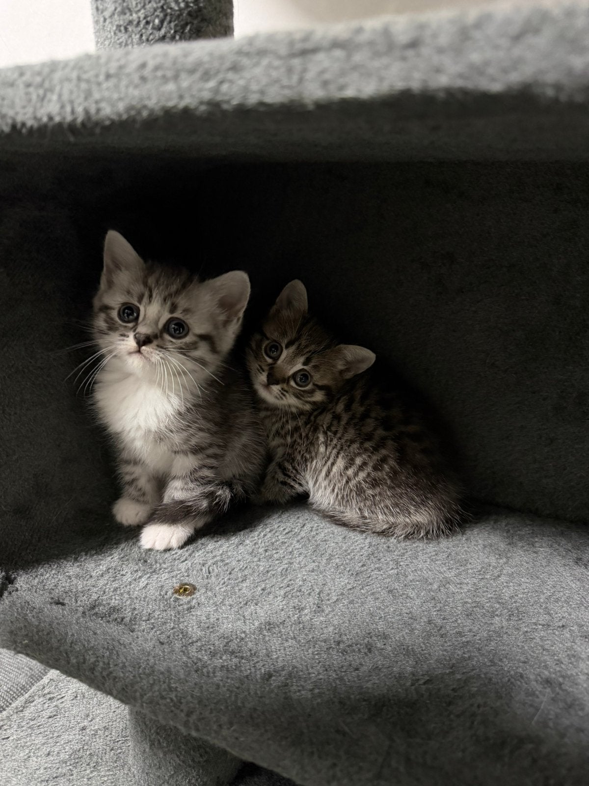 Britse korthaar kittens mogen nest verlaten, 0 tot 2 jaar