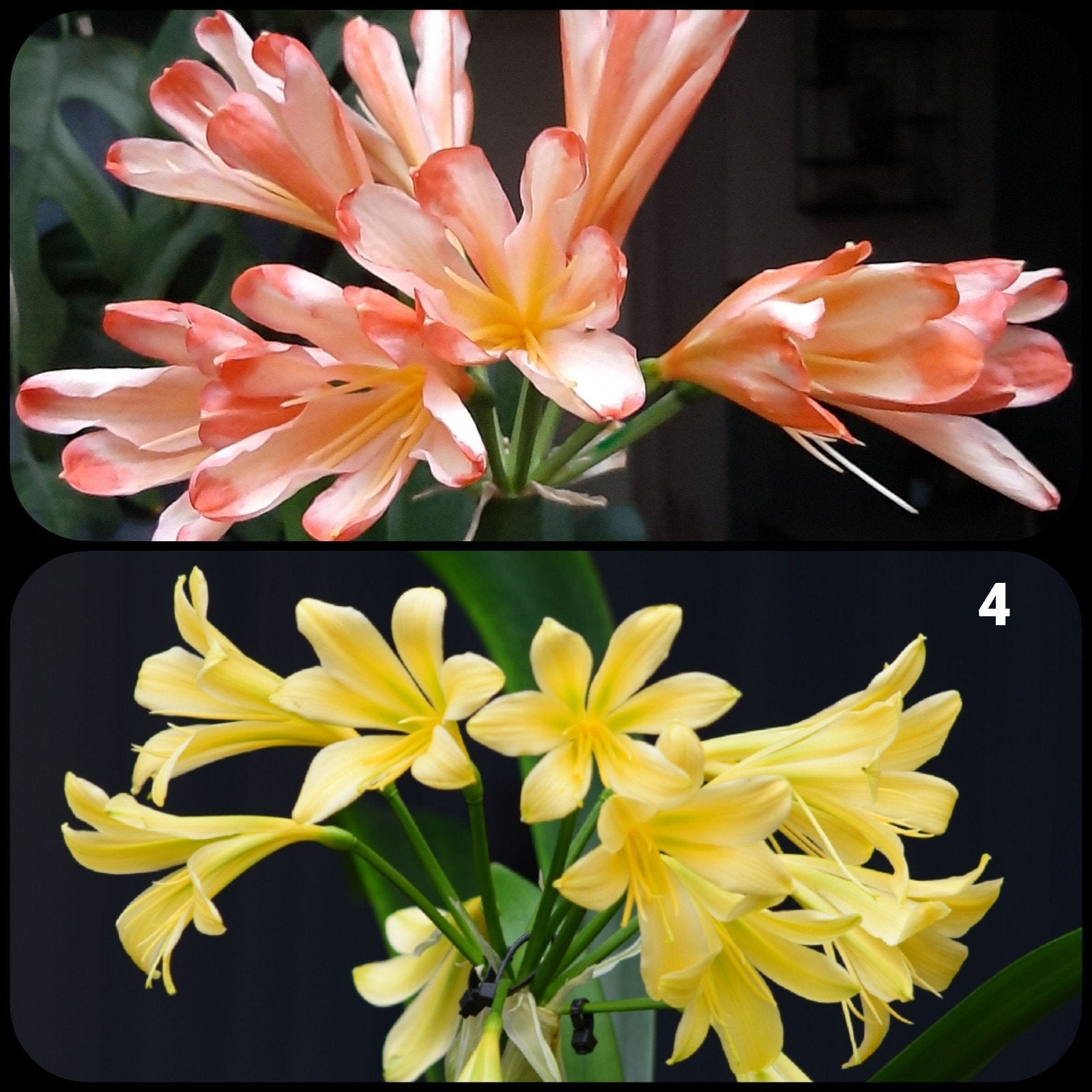 Clivia kruising White Lips x Dancing Green., Huis en Inrichting, Kamerplanten, Bloeiende kamerplant, Ophalen of Verzenden, Volledige schaduw
