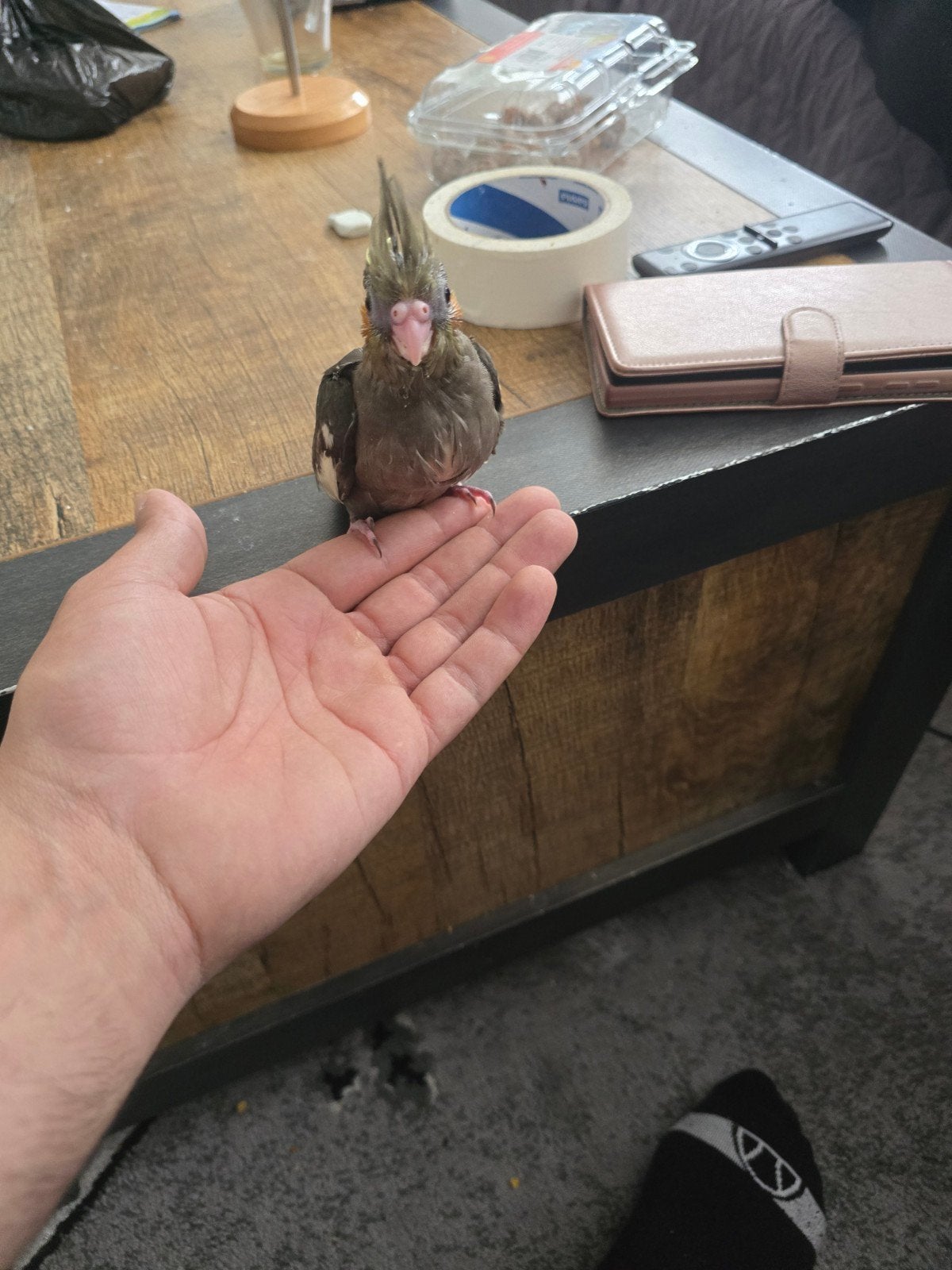Baby valkparkiet, Ophalen of Verzenden, Minder dan 50 cm, Minder dan 50 cm