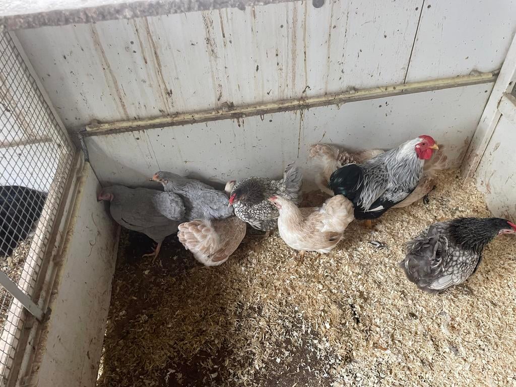 Wyandotte, Barnevelder, Cochin + legkippen, Dieren en Toebehoren, Pluimvee, Vrouwelijk, Kip