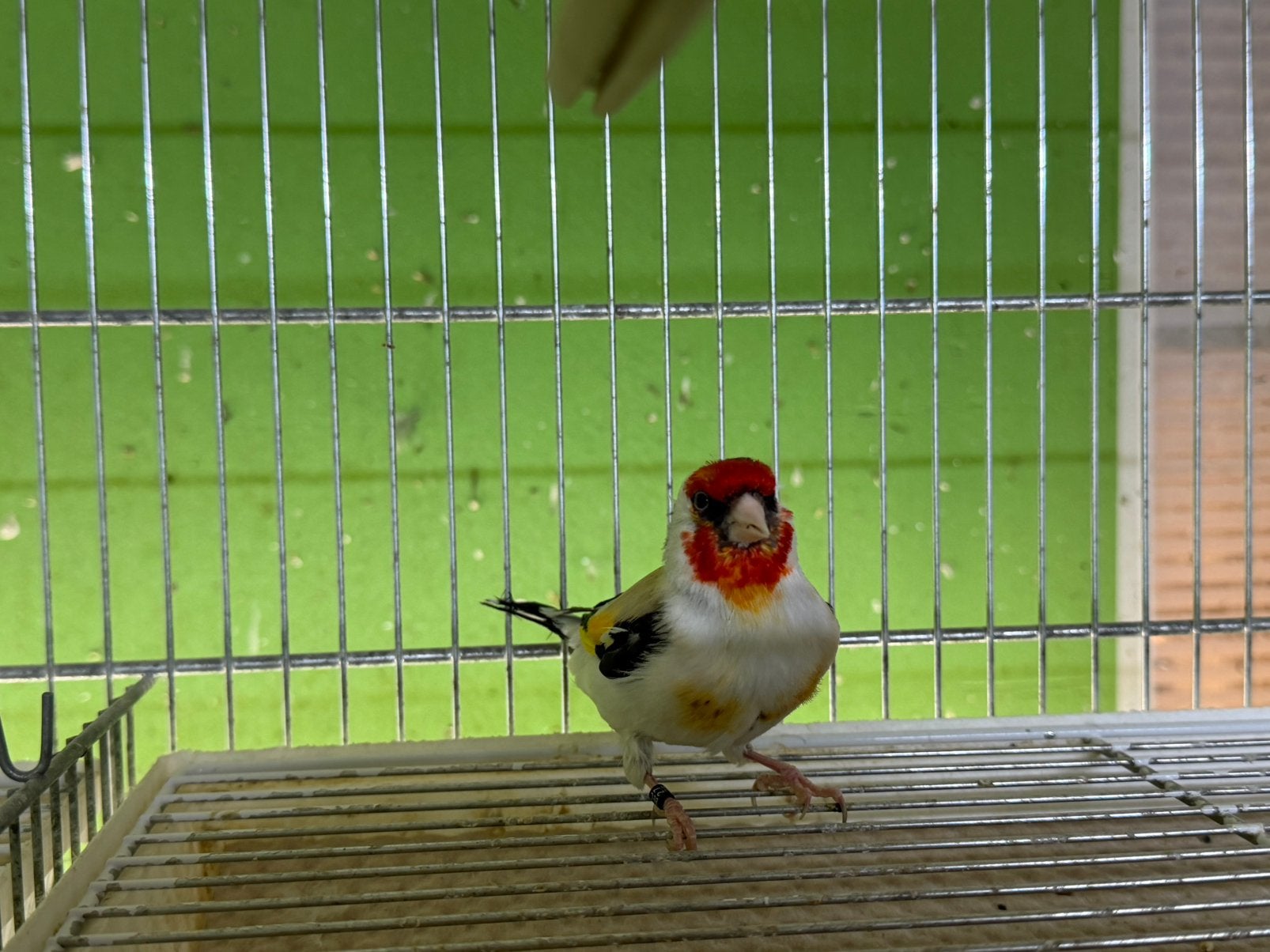 Major putters, Meerdere dieren, Wildzangvogel, Geringd