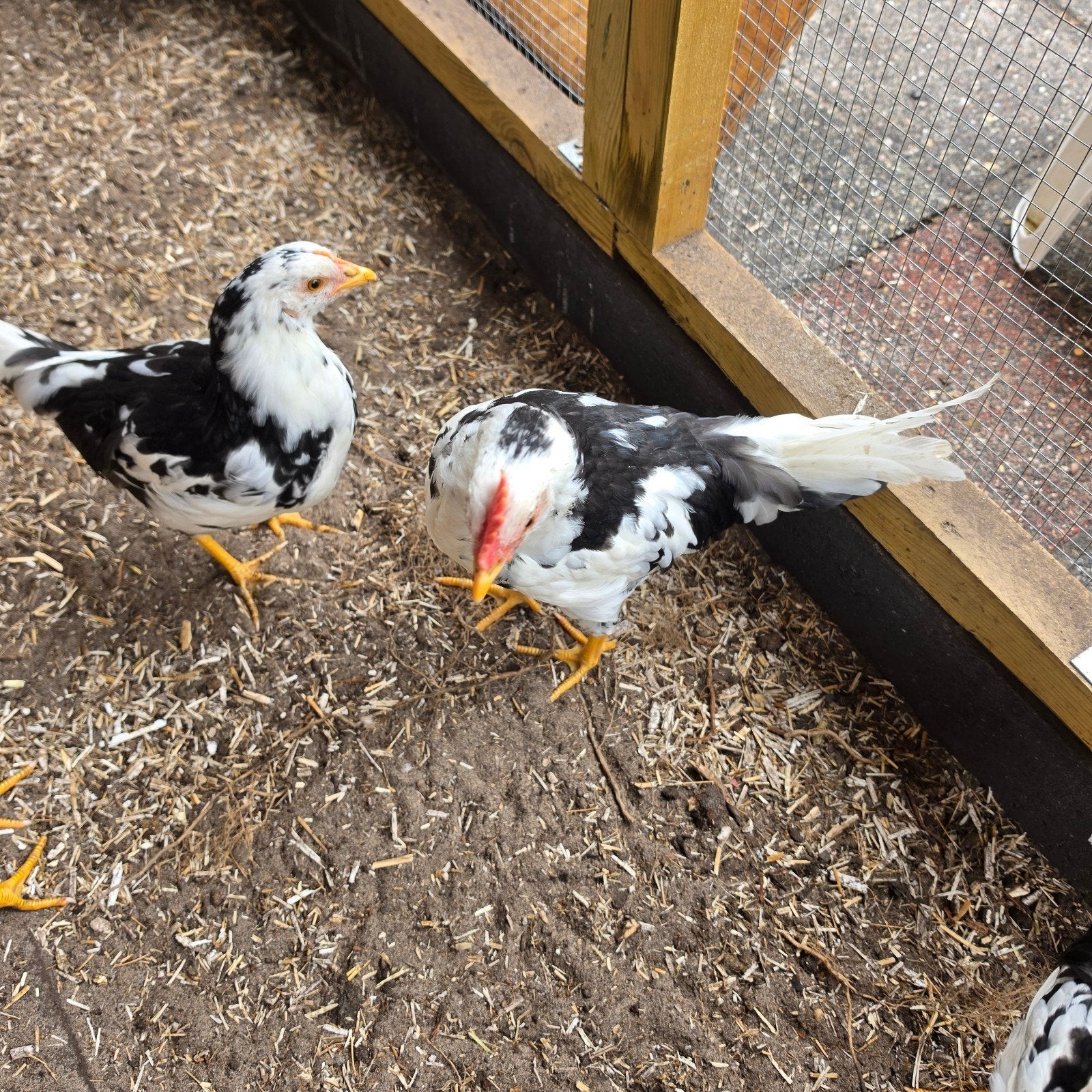 leghorn haan, Mannelijk, Kip