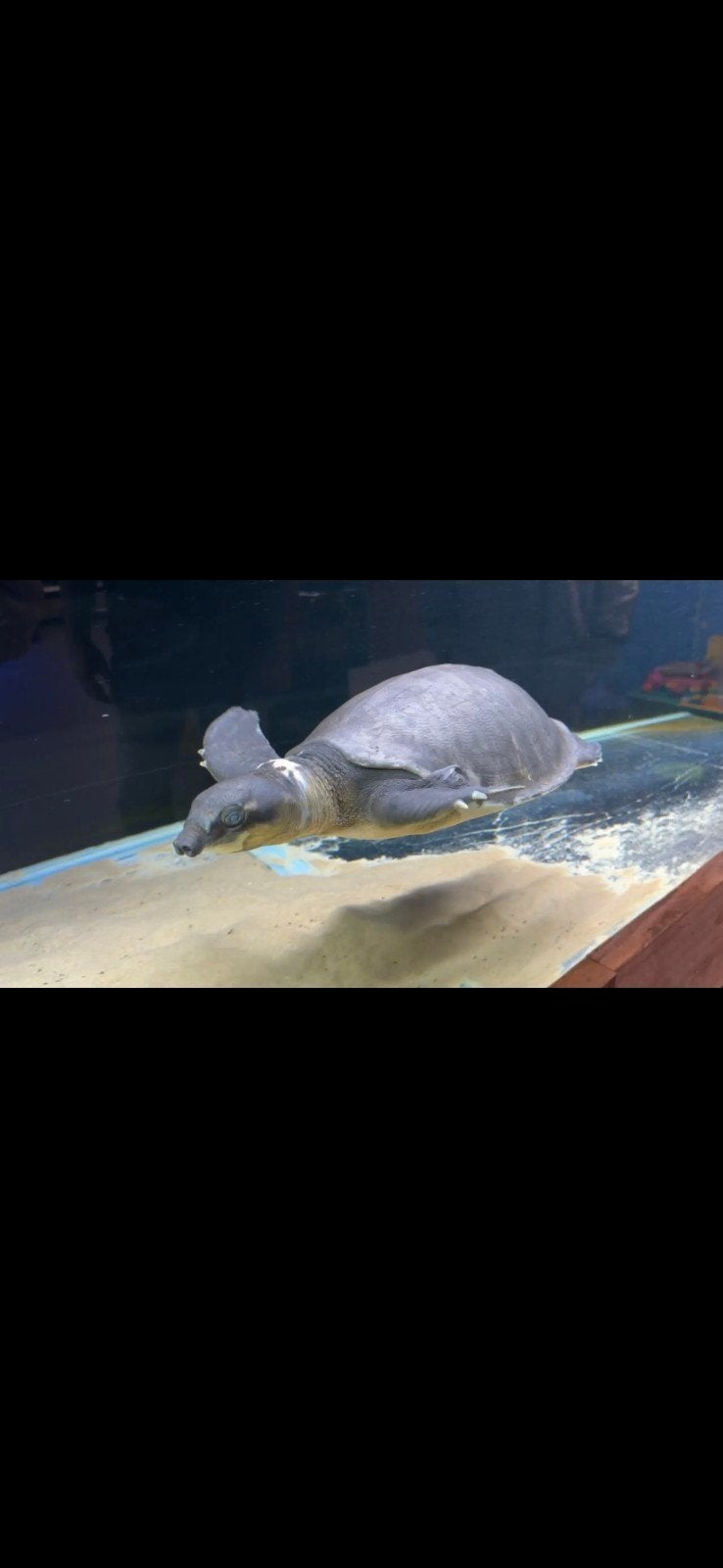 Een  papu schildpad  45 cm, Dieren en Toebehoren