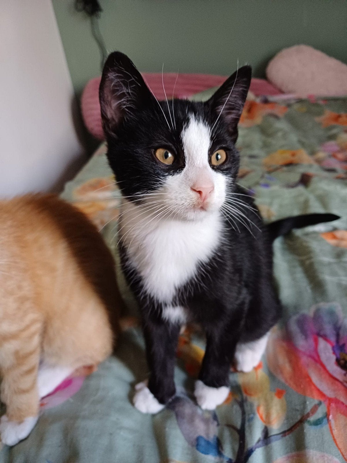Kittens te koop, Dieren en Toebehoren, Meerdere dieren, Kortharig, 0 tot 2 jaar