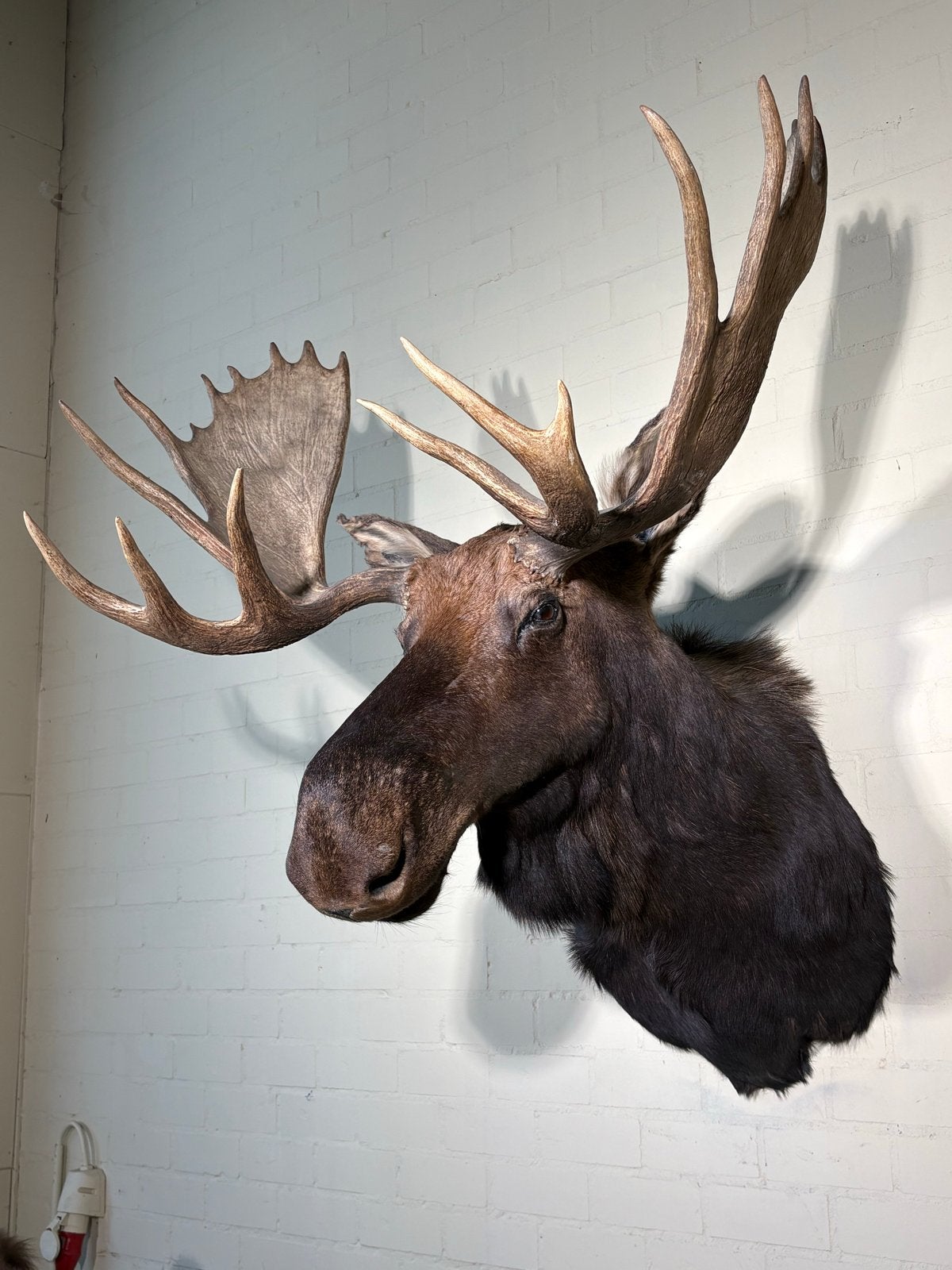 Indrukwekkende Eland Kop - Taxidermie, Ophalen, Gebruikt, G, T