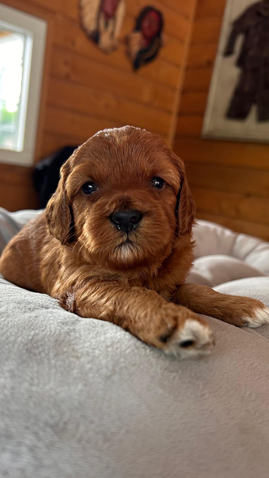 Labradoodle mini, Parvo, Overige rassen, 8 tot 15 weken, Meerdere