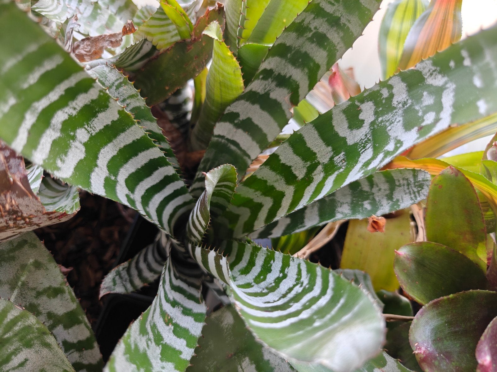 Terrariums op maat en toebehoren., Dieren en Toebehoren, Reptielen en Amfibieën | Toebehoren, Ophalen of Verzenden, Nieuw, Terrarium of Paludarium