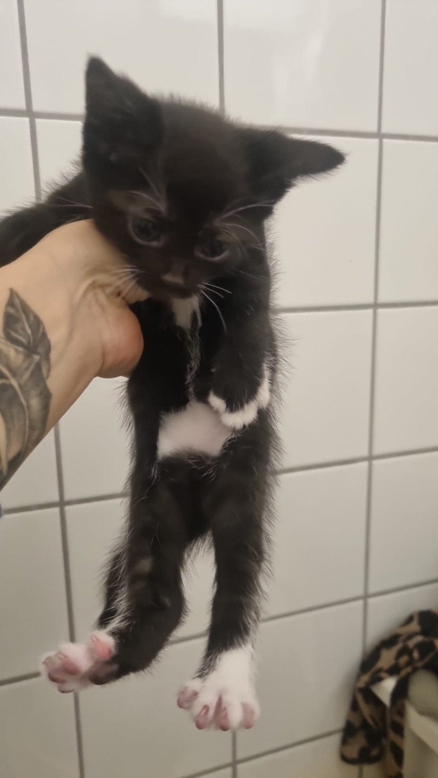 Kittens te koop, Dieren en Toebehoren, Meerdere dieren, Ontwormd, 0 tot 2 jaar