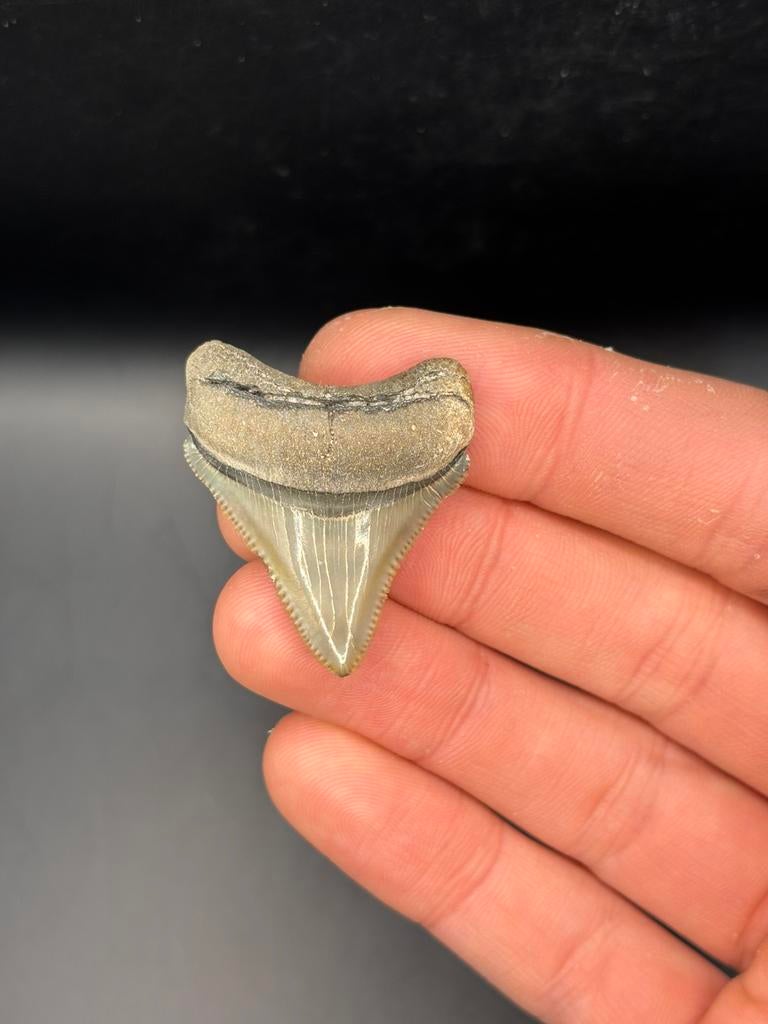 Megalodon fossiele haaientand Bone Valley, Verzamelen, Mineralen en Fossielen, Ophalen of Verzenden, Fossiel