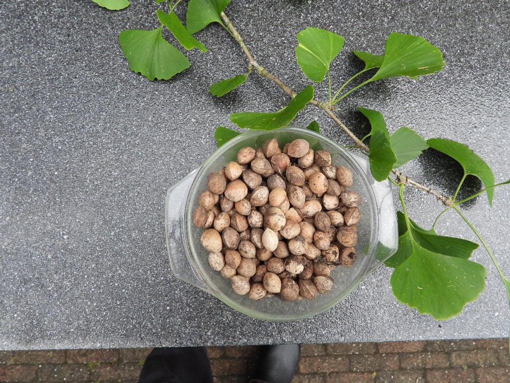 Ginkgo Biloba noten, Ophalen, Volle zon, Overige soorten
