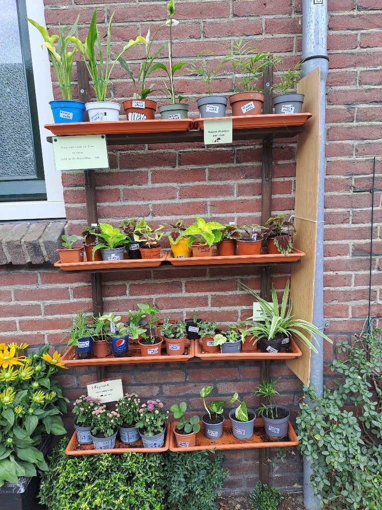 Kamerplantjes, Ophalen, Overige soorten, Halfschaduw, In pot