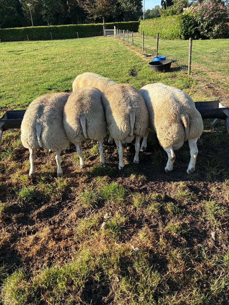 Volbloed Texelaar dekrammen, Dieren en Toebehoren, Schapen, Geiten en Varkens, Mannelijk, Schaap, 0 tot 2 jaar