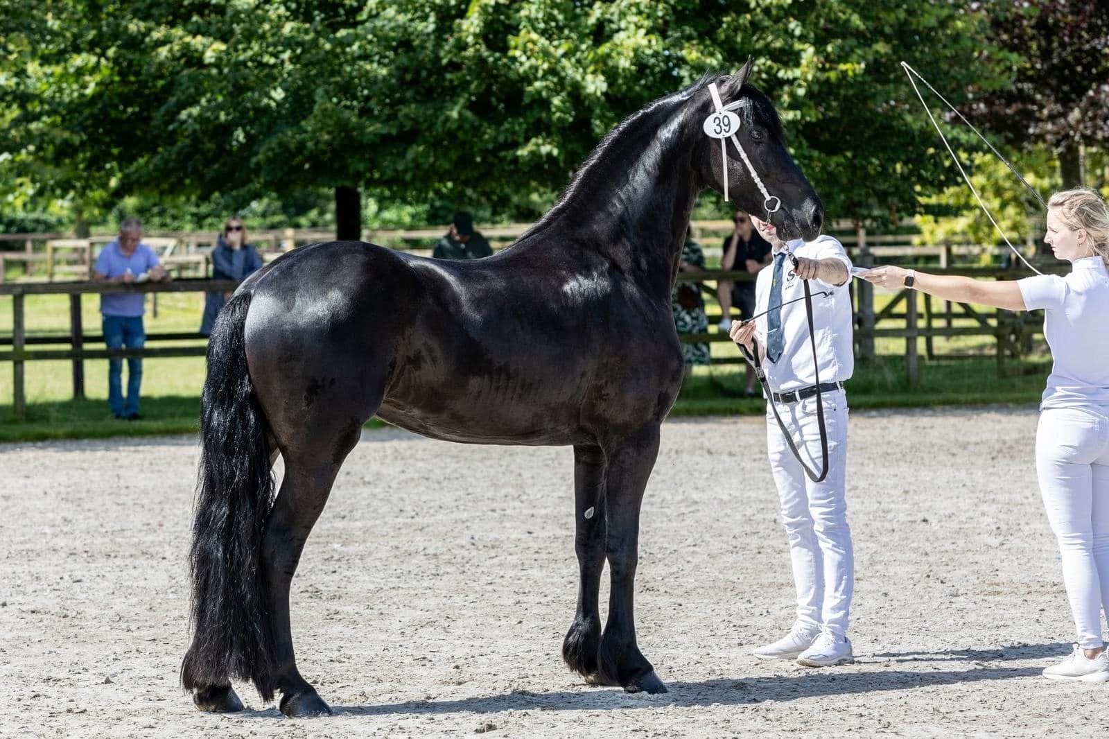 Friese ster merie, Dieren en Toebehoren, Paarden, Merrie, Met stamboom, Zadelmak, 3 tot 6 jaar