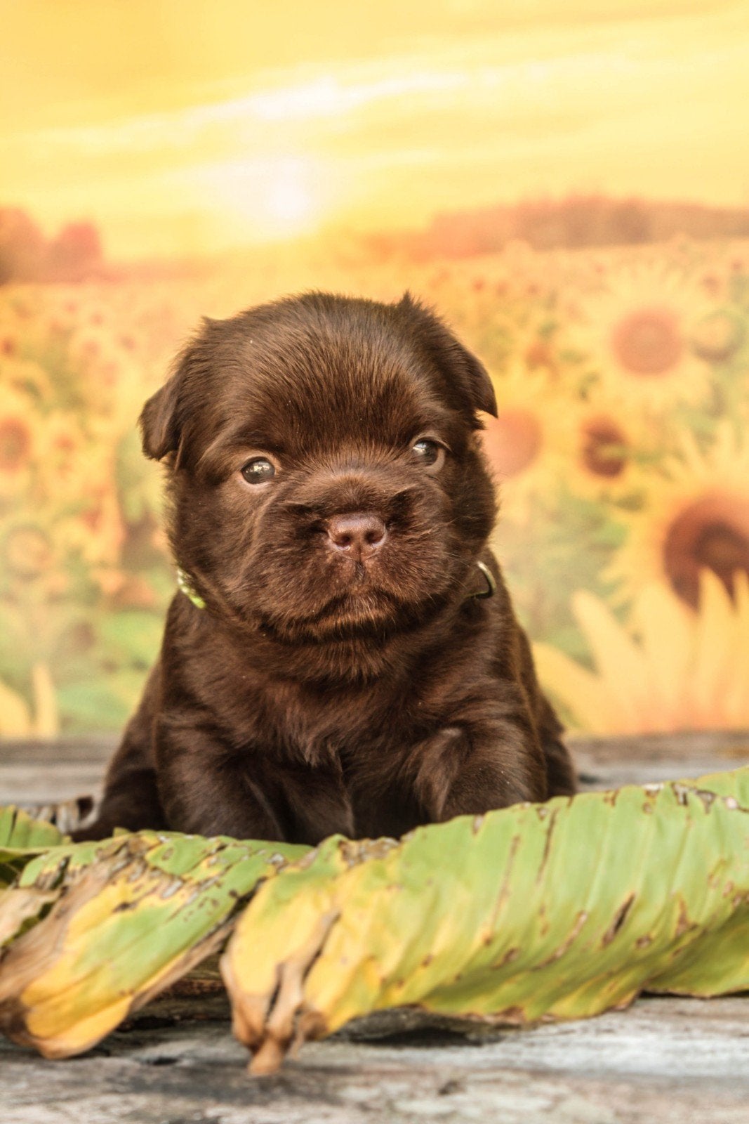 Franse bulldog reutjes, België, Fokker | Hobbymatig, Reu, 8 tot 15 weken