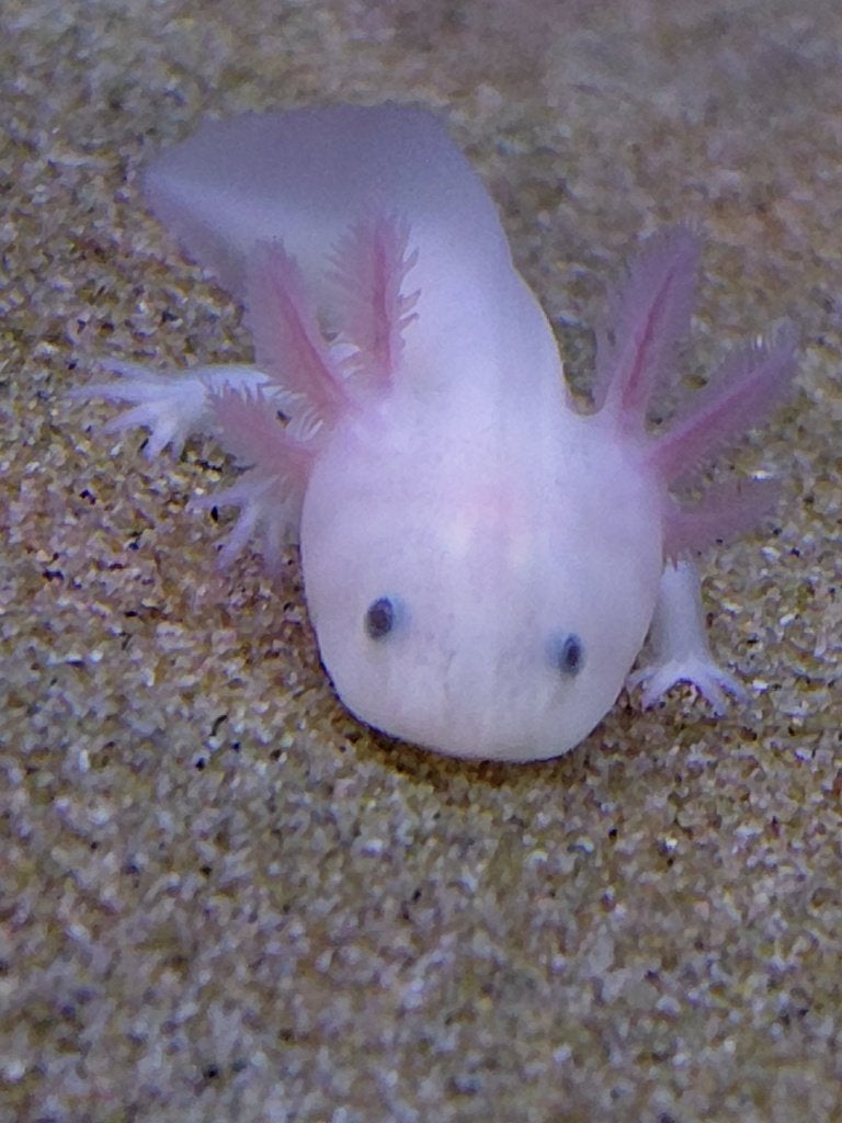 axolotls leucistic, Amfibie, 0 tot 2 jaar