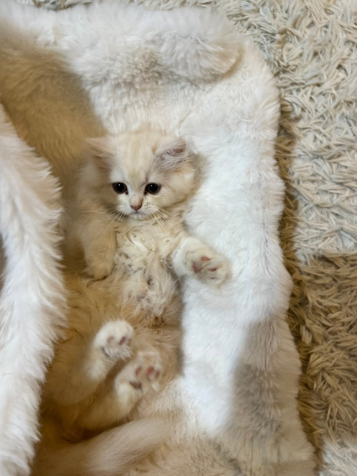 Crème pluizig Perzische langhaar kittens, Meerdere dieren, Gechipt
