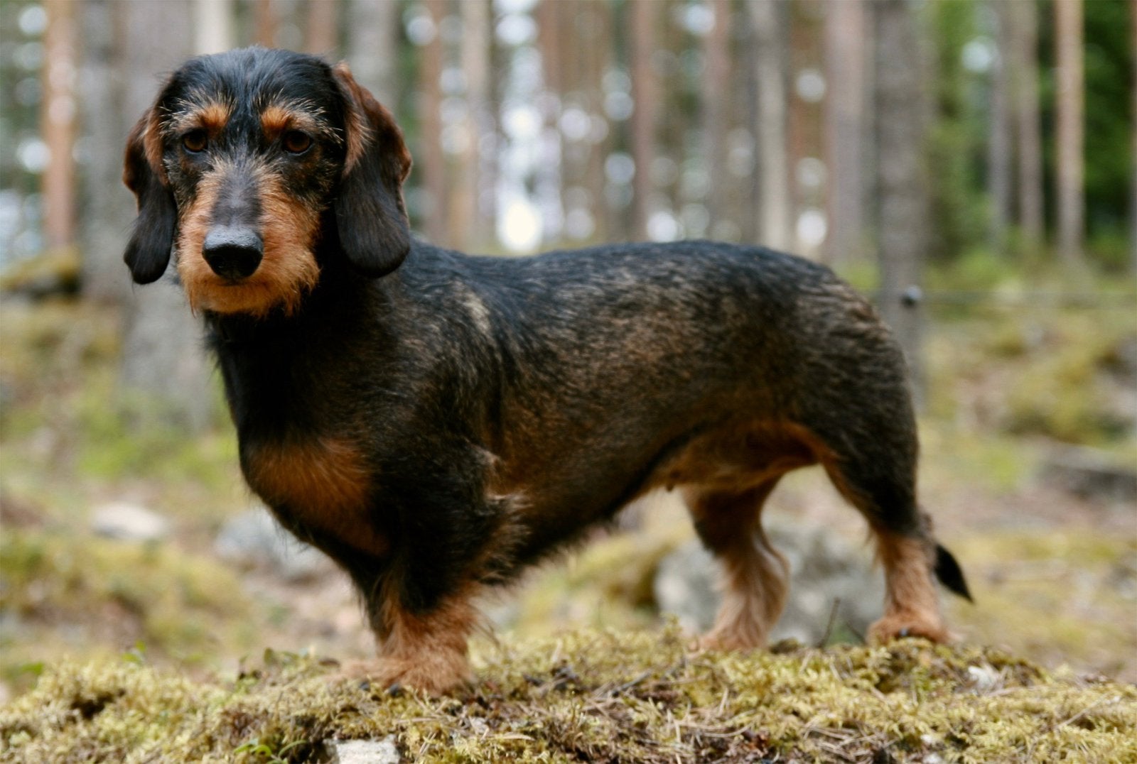 Gezocht! Pluk hond examen hondentrimmen, Trimmen of Verzorging