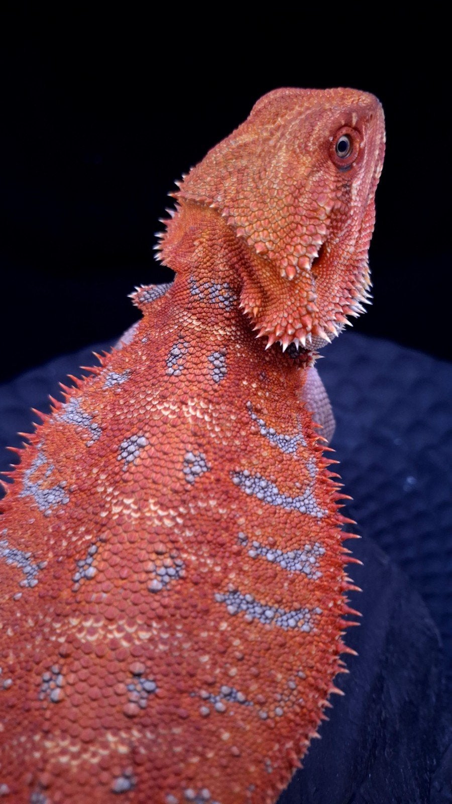 50% Red Monster Extreme Blue Tiger Baardagaam Man (Holdback) Bearded Dragon photo 4