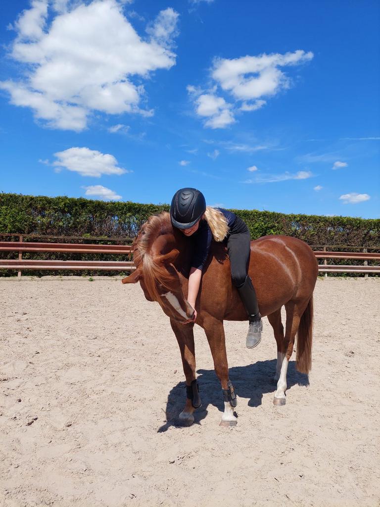 Grote B pony, Dieren en Toebehoren, Pony's, Ruin, 11 jaar of ouder