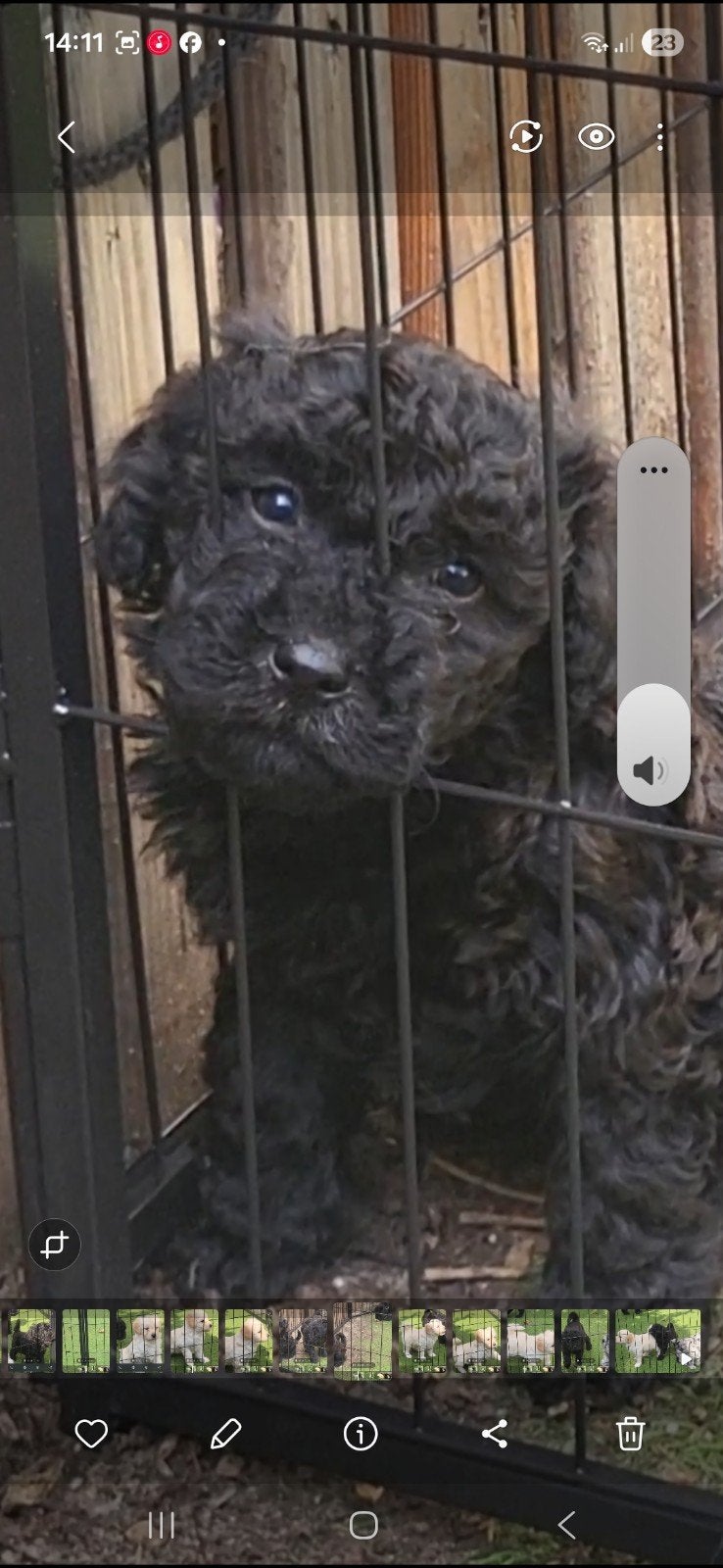 Foto 7 van Bordoodle unieke pups abrikoos en zwart