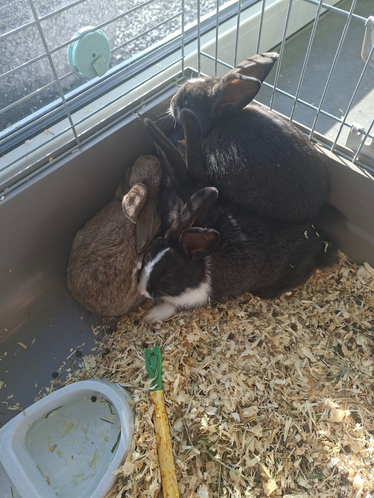 lieve konijntjes, Dieren en Toebehoren, Augustus, Geslacht onbekend, Overige typen, Tam
