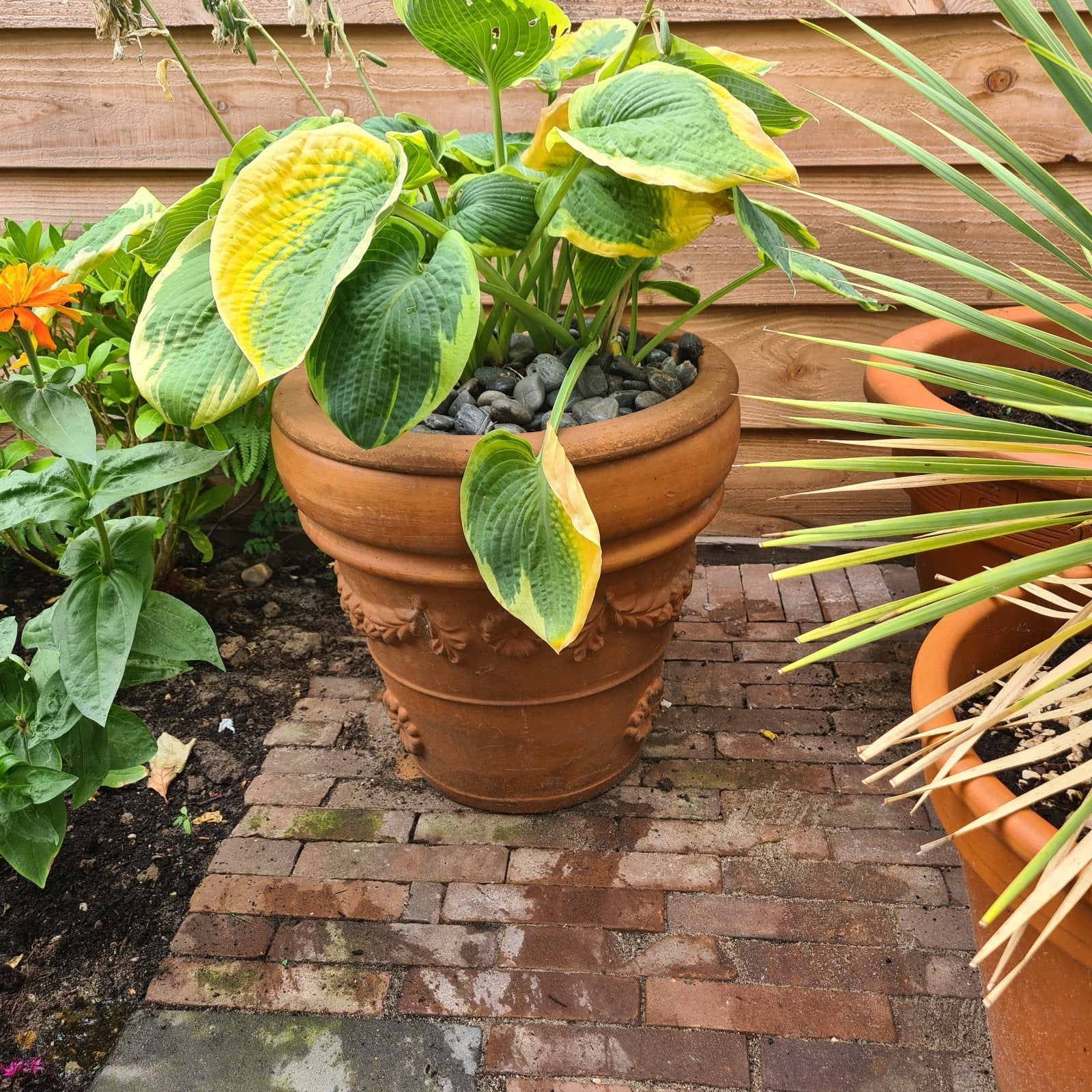 Grote terracotta bloempot met Hosta (vaste plant), Ophalen, 40 cm of meer, Zo goed als nieuw, Terracotta