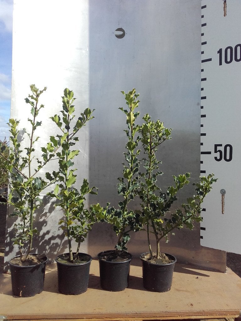 Ilex aquifolium – Groenblijvende hulst potgekweekt - inheems, Tuin en Terras, Planten | Struiken en Hagen, Ophalen of Verzenden