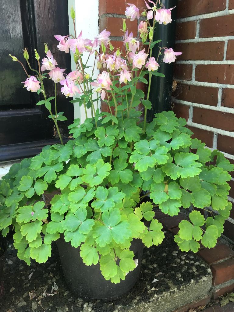 Grote AKELEI in pot, Tuin en Terras, Volle zon, Vaste plant, Lente, Ophalen