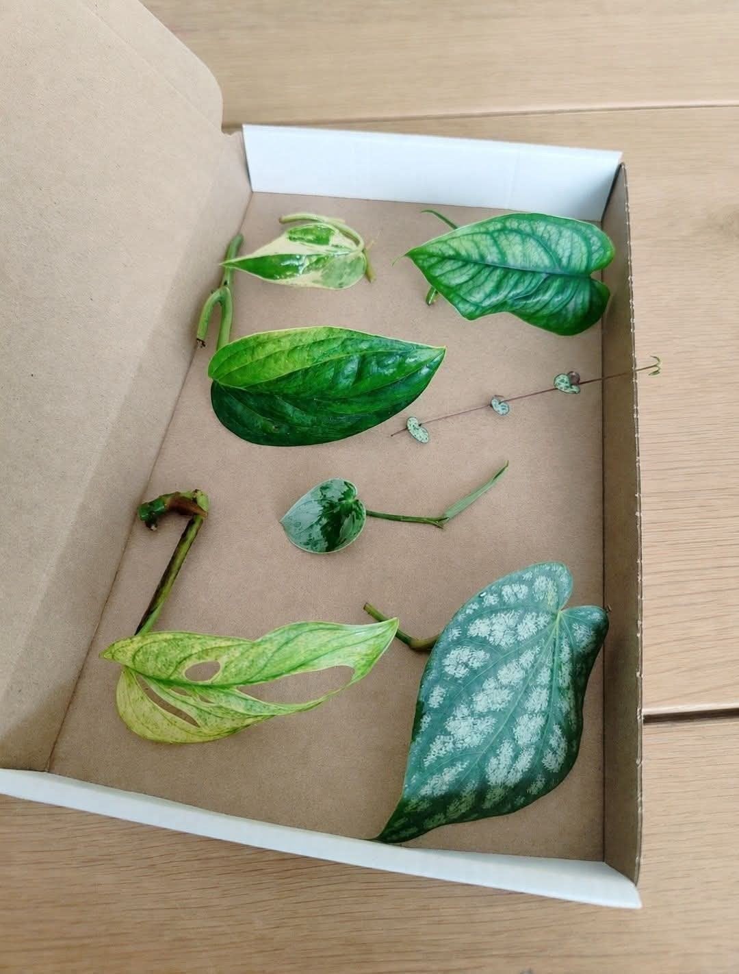 Stekjesbox
Variegata, Ophalen, Halfschaduw, Minder dan 100 cm